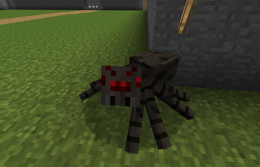 spider